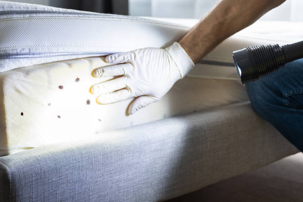 Best Ant Control Services  in Berwick, LA