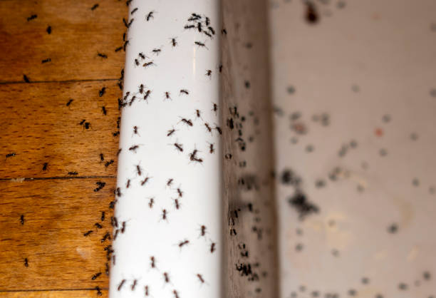 Best Residential Pest Control  in Berwick, LA