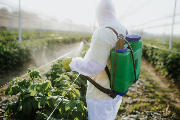 Best Termite Control Services  in Berwick, LA